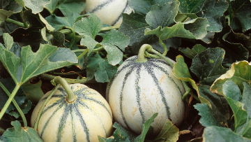 Melon